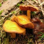 Funghi, funghi e ancora funghi